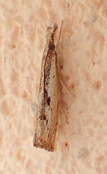 Crambidae da id.